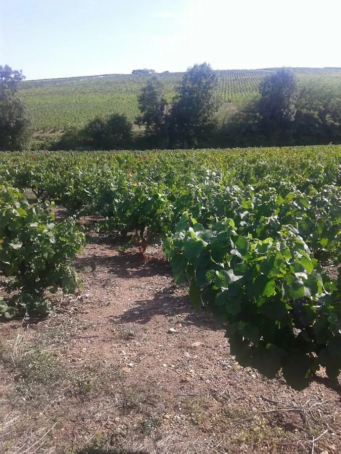 La Maison Des Vignes Charentay France